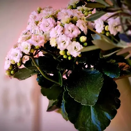 Feriehus Fiore